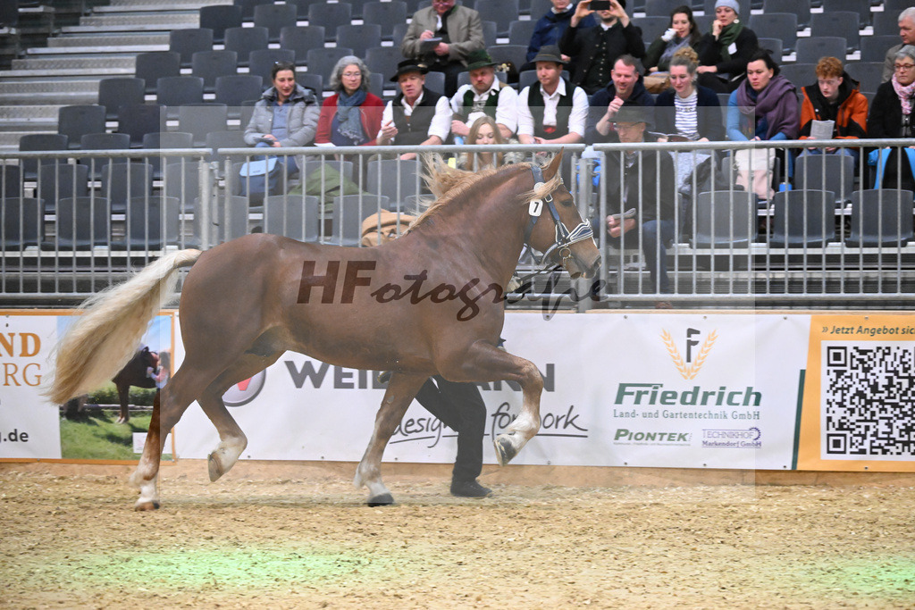 Kat-Nr. 7 Rivaldo v. Rivero_HLG Schwaiganger_1260126 | hf-fotografie - Realisiert mit Pictrs.com