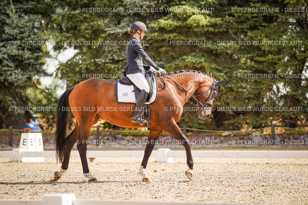 DSC01130 | Pferdegrafie