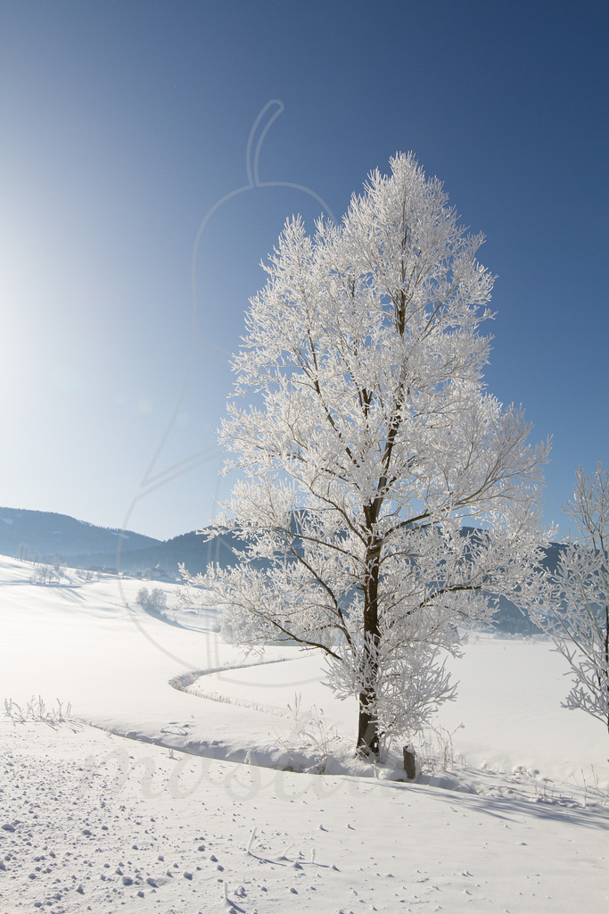 Frostig schöne Landschaft | Bei Veröffentlichung des Bildes ist eine Namensnennung wie folgt erforderlich: 
Foto: Mostdirn Irmgard Wieser
 - Realisiert mit Pictrs.com