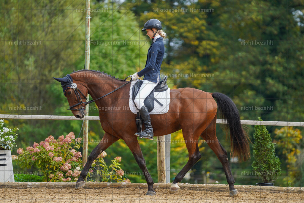 20221007-FAH09854 | Diessen am Ammersee, 2022, Dressur- und Springturnier, Reitsportbilder, Turnierfotografen Bayern, Pferdefotografen, Fotoagentur Herrmann, Turnierbilder