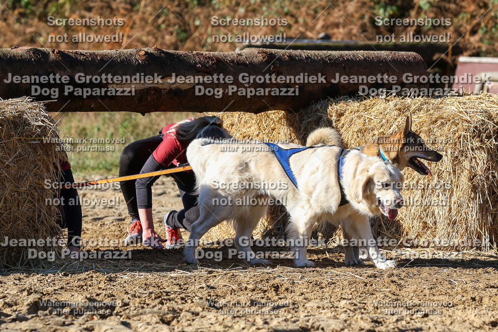 Dog Paparazzi - Strongdog 10-25-2353 | Dog Paparazzi Jeanette Grottendiek Fotografie & Videografie - Realisiert mit Pictrs.com