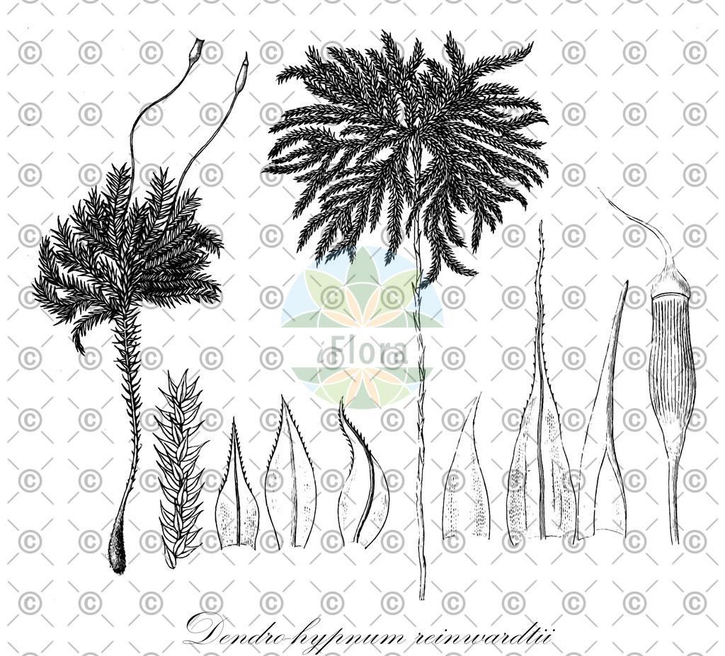 HistAbb_wfo-0000641071_1_ENZY_Simple | Historische Abbildung von Dendro-hypnum reinwardtii - Spiridentaceae | Historical Illustration of Dendro-hypnum reinwardtii - Spiridentaceae