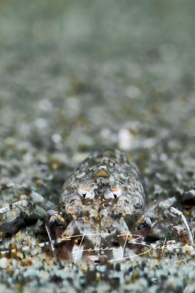 Perfekt Versteckt | Einzigartige Wandbilder von faszinierenden Unterwasserwelten. Exklusive Kunst für Empfangsbereiche, Wohnraum oder Wartezimmer. - Realisiert mit Pictrs.com