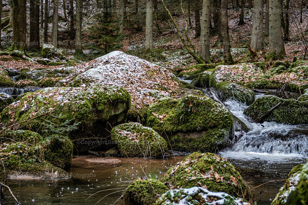 P1650953 | beatekidd-fotografie - Realisiert mit Pictrs.com
