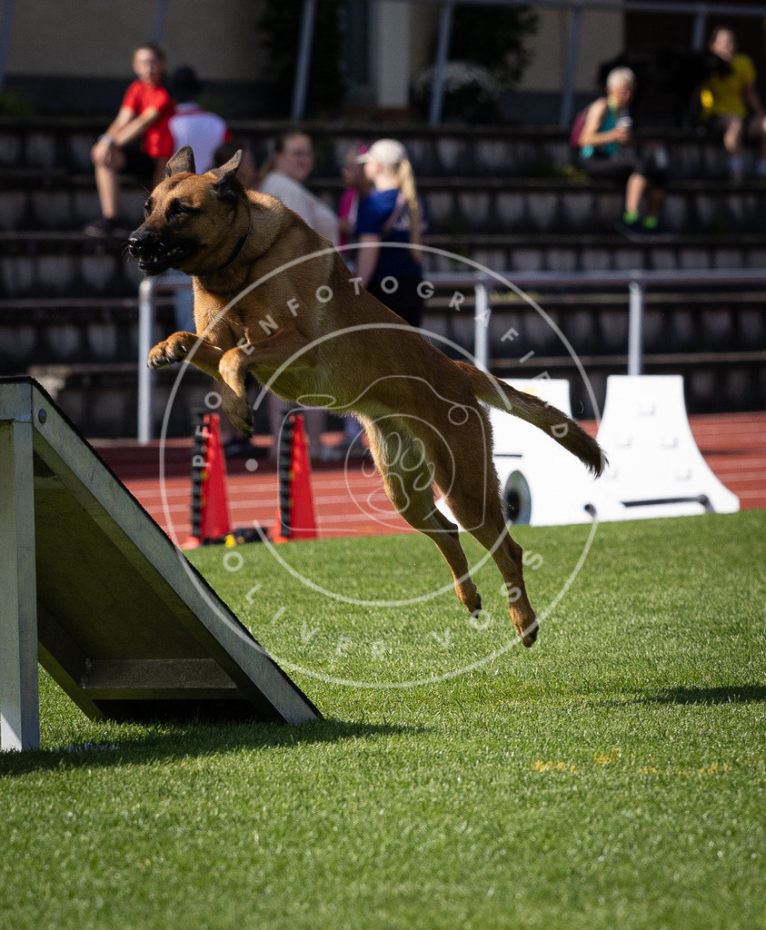 Pfotenfotografie_DV3A0581 | Hundefotografie, Tierfotograf, Pfotenfotografie, Fotoshooting Hund, Hunde Portrait, Hundesport, Hundeportraits, Heideshooting, Hunde, Sportfotograf, Hundefotograf, Turnierhundsport, THS,  - Realisiert mit Pictrs.com