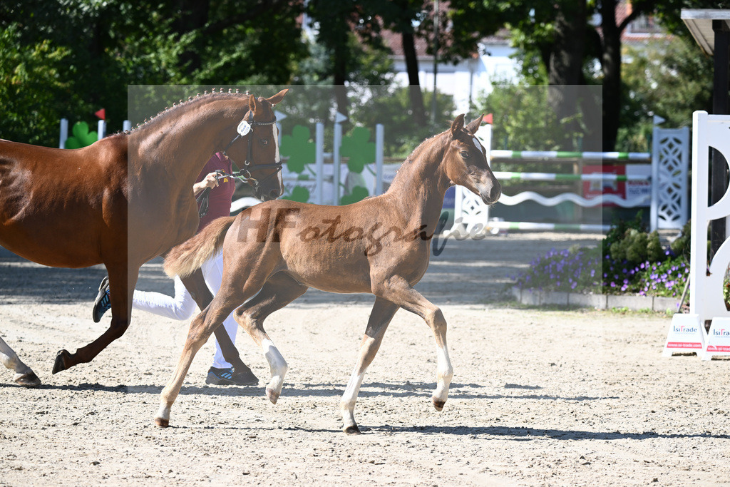 Praesentation Auktionsfohlen_36230270 | hf-fotografie - Realisiert mit Pictrs.com