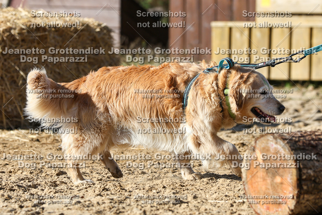 Dog Paparazzi - Strongdog 10-25-4745 | Dog Paparazzi Jeanette Grottendiek Fotografie & Videografie - Realisiert mit Pictrs.com