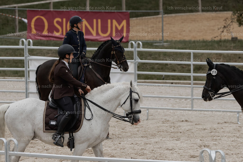 WE__Stoib_Rinder_PI2025_3193 | Pferd International München 2025