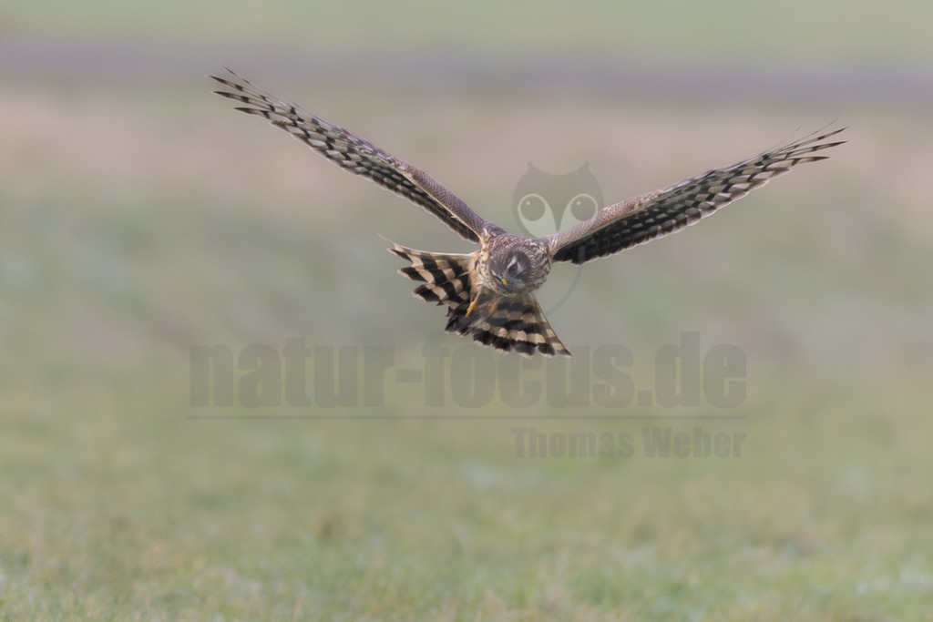 R6NF7139_20260125 | Eine weibliche Kornweihe (Circus cyaneus) ist im Flug über einer weiten, grünen Grasfläche zu sehen. Ihre Flügel sind weit ausgebreitet, und sie blickt direkt in die Kamera. Das Gefieder zeigt braune und graue Töne mit dunkleren Streifen und einer deutlich gebänderten Schwanzunterseite. Die gelben Beine sind leicht eingezogen. Es ist keine direkte Interaktion mit anderen Tieren oder Objekten erkennbar, sie scheint auf der Jagd oder auf Erkundungsflug zu sein. - Realisiert mit Pictrs.com