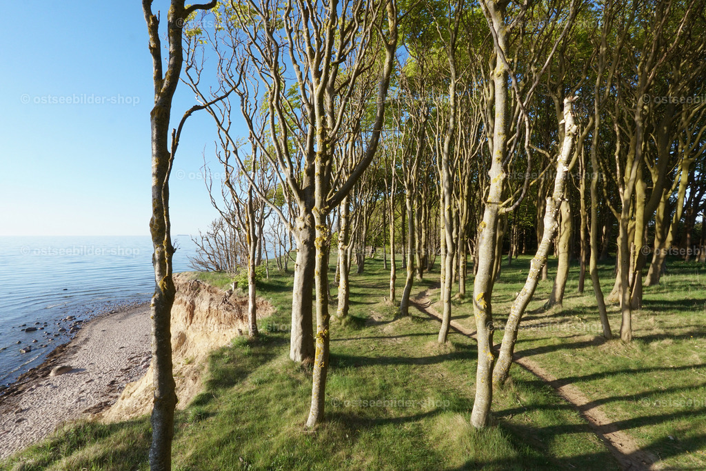 Kleiner Wald am Steilufer | Bäume eines kleinen Küstenwaldes am Steilufer werfen schmale, lange Schatten auf den Waldboden bei tief stehender Nachmittagssonne. Vom Ufer schaut man auf die stahlblaue Ostsee und mehrere Findlinge, die bei Niedrigstand aus dem Wasser herausragen.