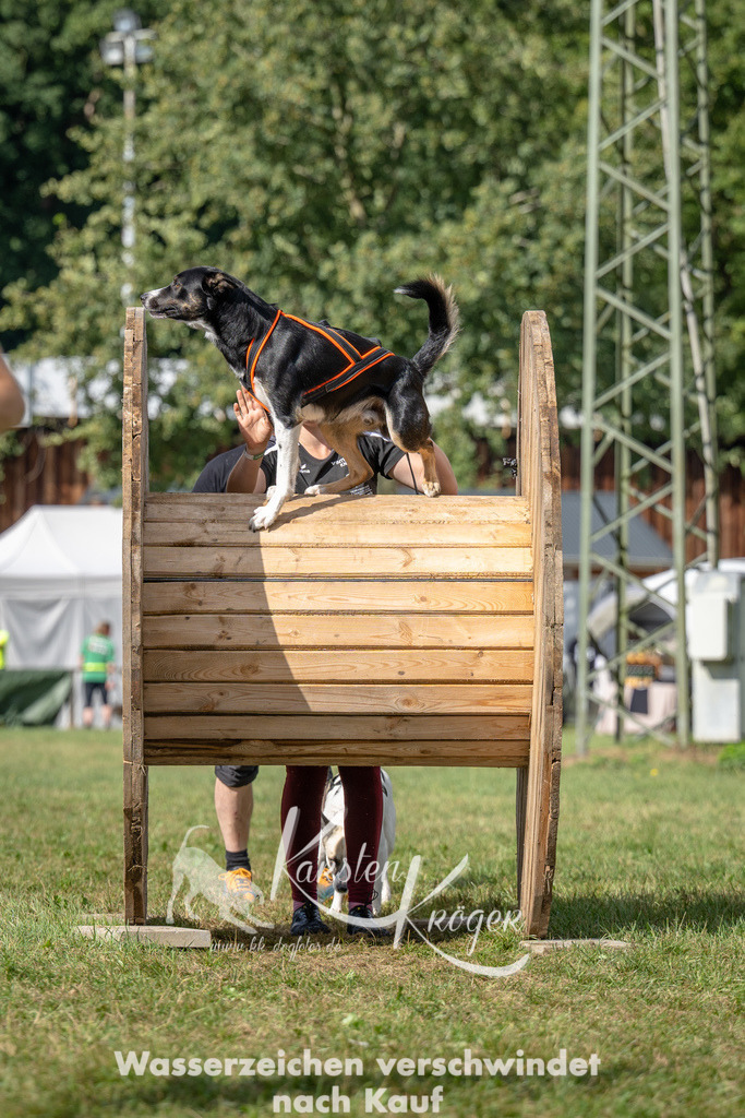 1136_ZZ90785 | kk-dogfotos