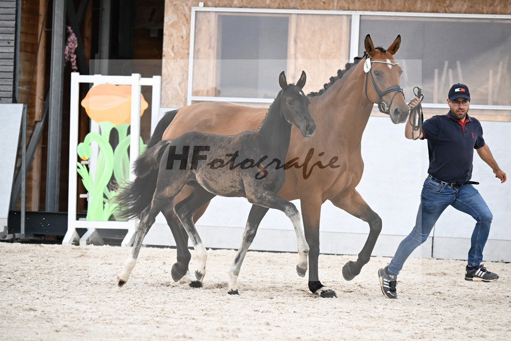 Kat-Nr. 6 Kjento x Escolar_HF_Schmidt_21250660 | hf-fotografie - Realizzato con Pictrs.com