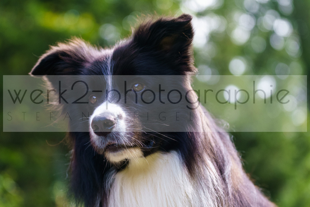 DSC Schönwald | 1. DSV E.INFRA Schülercup / RWS Cup Biathlon in Schönwald am 27. - 29. September 2024