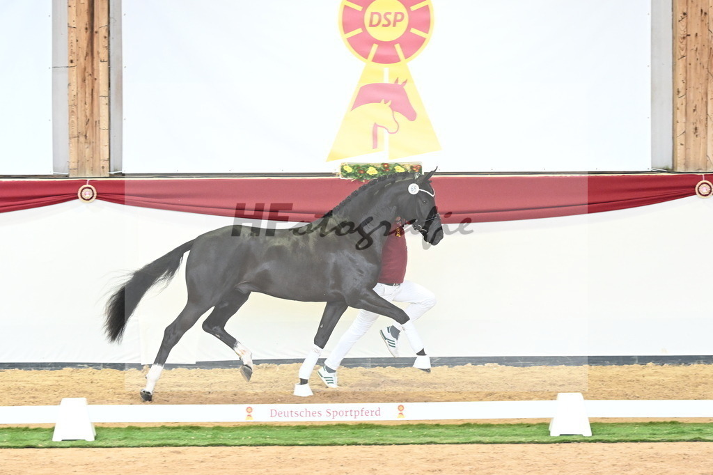 Kat.-Nr. 65 v. Springbank II VH_Reichert_2240830 | hf-fotografie - Realisiert mit Pictrs.com