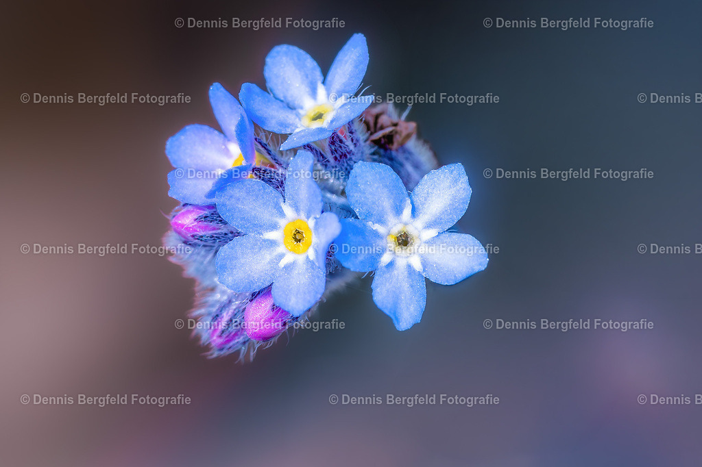 Flower 26 | Entdecken Sie Natur, Makro und Tierfotografie von Dennis Bergfeld.Besondere Momente und Details der Natur, hochwertig als Foto und Wandbild erhältlich. - Realisiert mit Pictrs.com