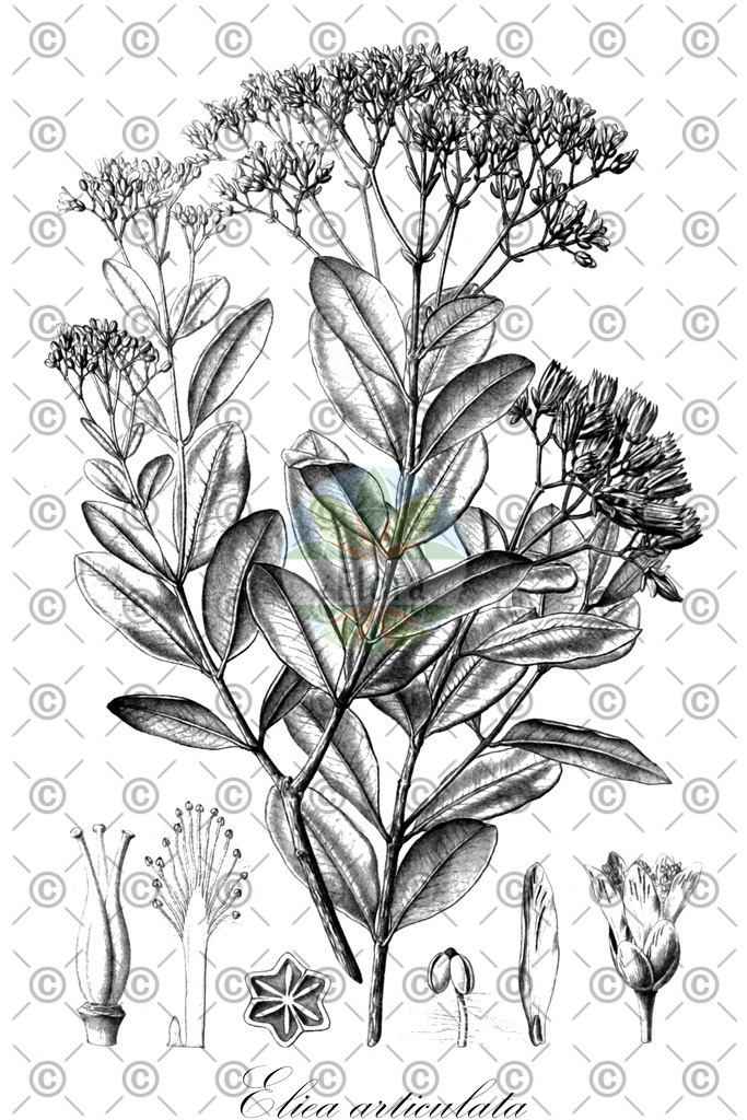 HistAbb_wfo-0000666386_1_ENZY_Simple | Historische Abbildung von Eliea articulata - Hypericaceae | Historical Illustration of Eliea articulata - Hypericaceae