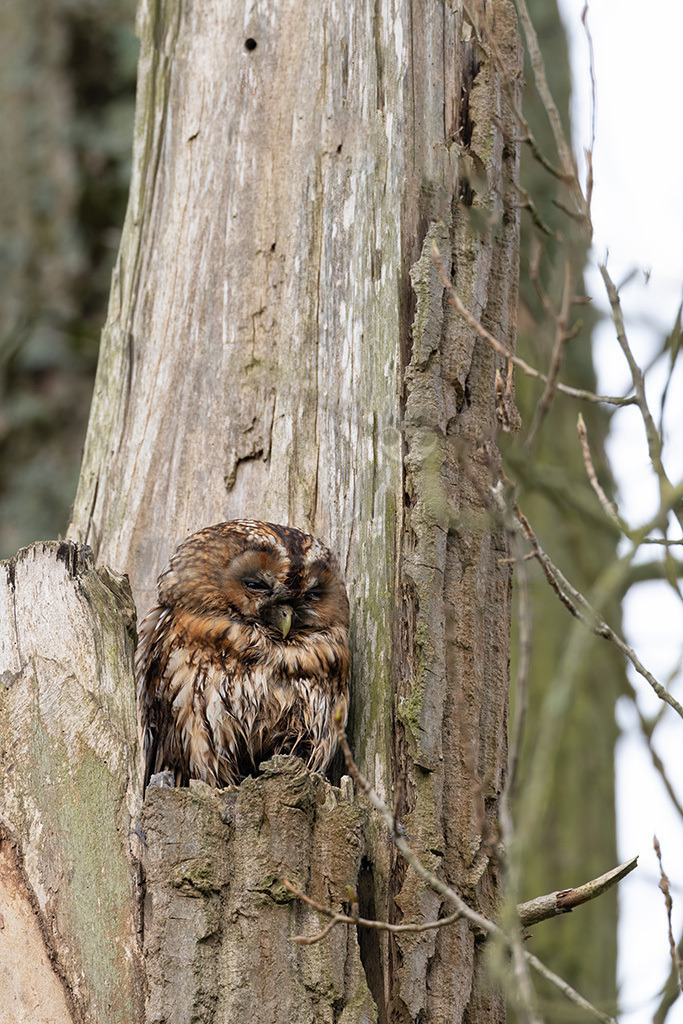 R5NF1401-20230422 | Der Ruf dieser Eulenart ist unverkennbar. Vor allem zur Balzzeit im Herbst und Spätwinter hören wir den unheimlich anmutenden Gesang der Waldkauzmännchen (Strix aluco). Dank seines dichten und samtartigen Gefieders und seiner kammartigen Flügelspitzen kann er nahezu lautlos auf Jagd gehen. Immer auf der Suche nach seiner bevorzugten Beute – Mäusen. - Realisiert mit Pictrs.com