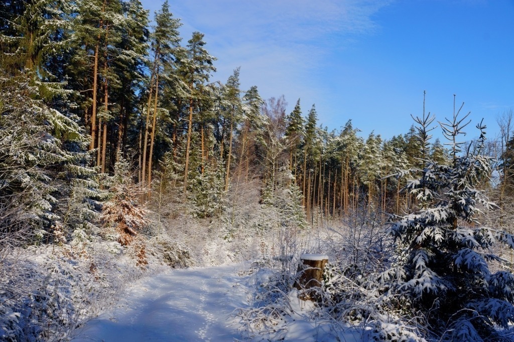 Winterimpressionen | Winterimpressionen Waldweg - Realisiert mit Pictrs.com