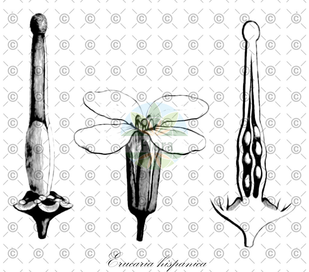 HistAbb_EMP_12804_4_FLORAD_SIMPLE | Historische Abbildung von Erucaria hispanica - Brassicaceae | Historical Illustration of Erucaria hispanica - Brassicaceae