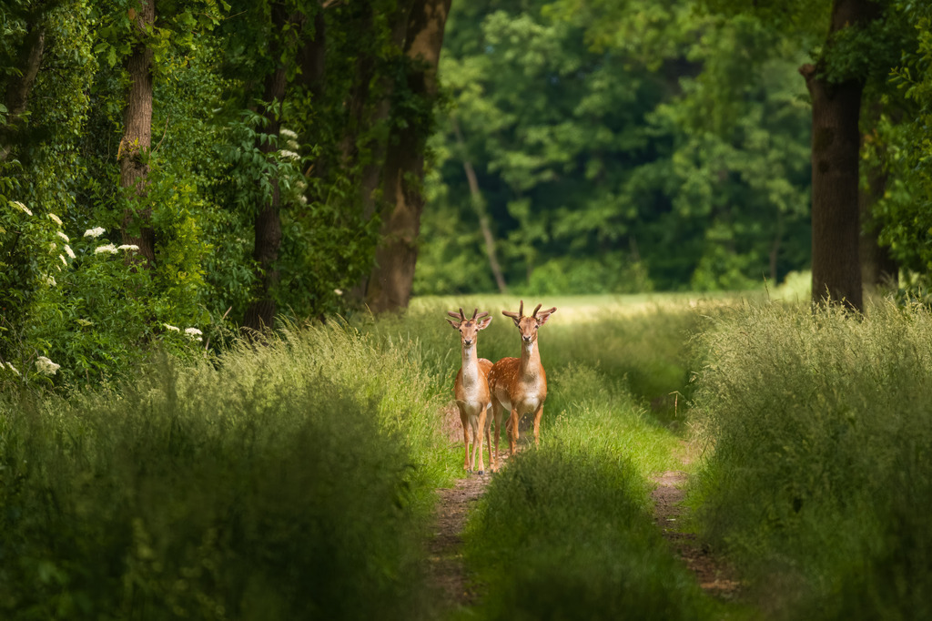 Junge Damwild Böcke im Forst | pressefoto-homann - Realisiert mit Pictrs.com