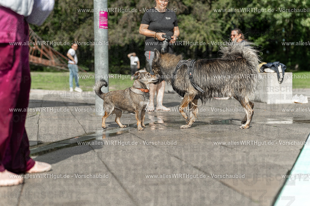 Hundeschwimmen_Volksbad_2026-allesWIRTHgut_Tierfotografie-2609061531-7R501592 | Professionelle Tierfotografie in Mönchengladbach von Daniel Wirth (allesWIRTHgut). Liebevolle & natürliche Bilder von Hunden & Katzen für unvergessliche Erinnerungen.