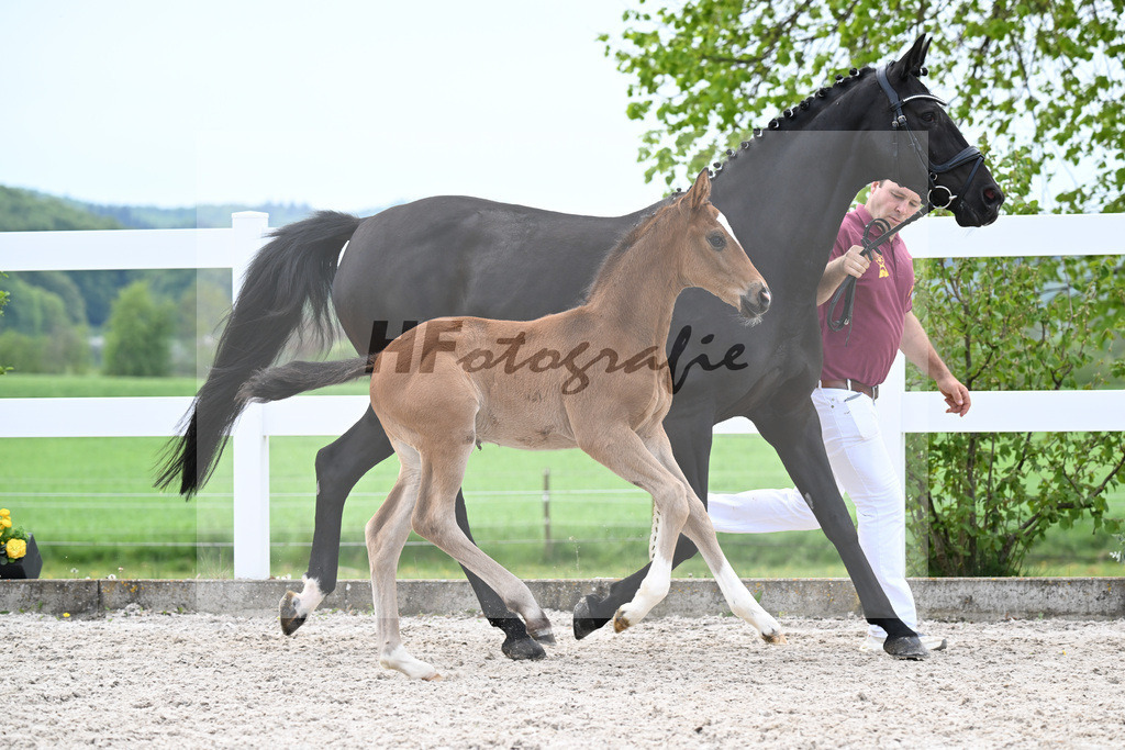 Kat-Nr. 14 HF Erste Sahne x De Niro_Gaab_23260512 | hf-fotografie - Realizzato con Pictrs.com