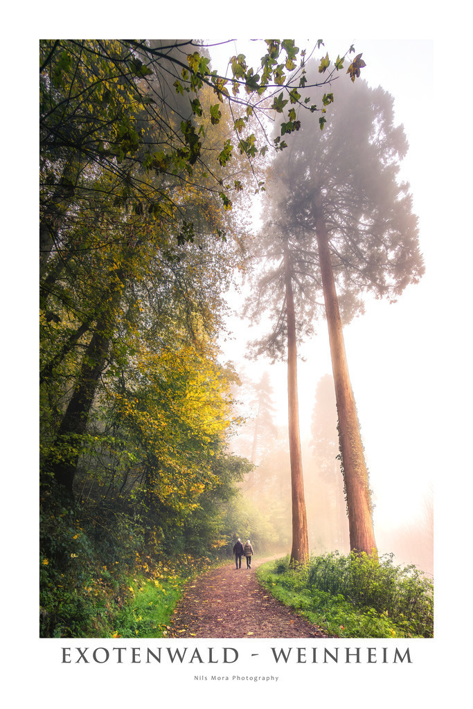 Exotenwald - Weinheim | The Exotic Forest is an arboretum that was established in 1872 and contains tree species from different parts of the world. Most impressive in my eyes are the sequoias from North America. Here I was able to photograph two of these giants on a foggy autumn morning. The walkers illustrate the proportions. - Realisiert mit Pictrs.com
