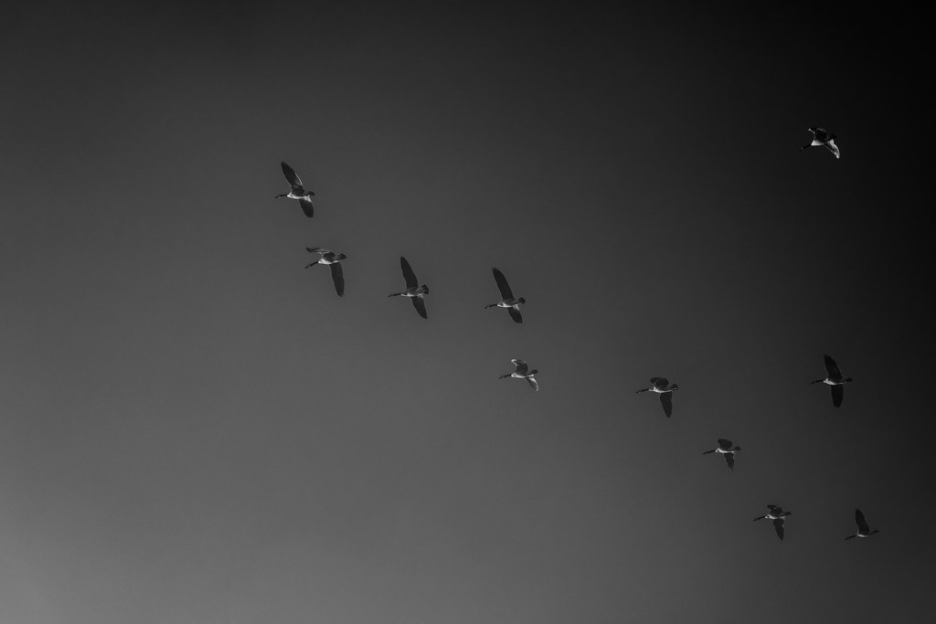 2024_10_04_HIMMELMOOR-NEBEL_MCP7265 sw | Hochwertig gedruckte Fotografien für die Wand, als Kalender und zum Verschenken. Hamburg & Norddeutschland und überall wo ich mit der Kamera unterwegs war.