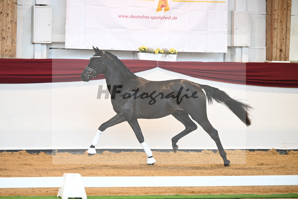 Kat-Nr. 6 v. Bohemian_Albert_66221532 | hf-fotografie - Realisiert mit Pictrs.com