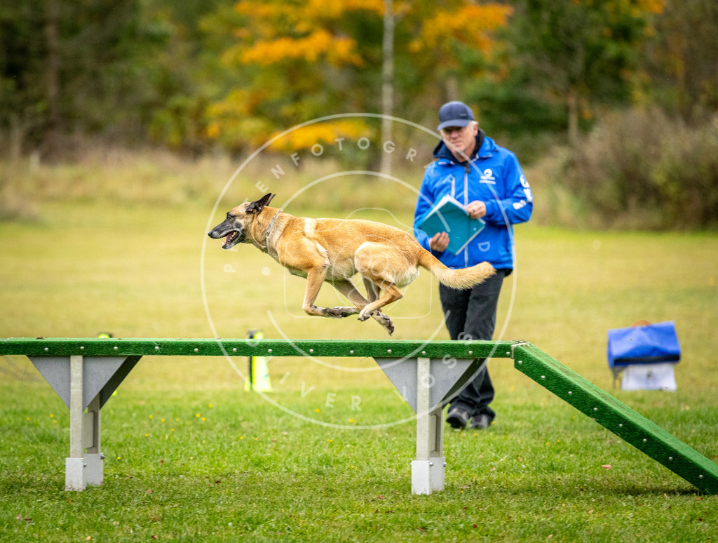 Pfotenfotografie_DV3A0705 | Hundefotografie, Tierfotograf, Pfotenfotografie, Fotoshooting Hund, Hunde Portrait, Hundesport, Hundeportraits, Heideshooting, Hunde, Sportfotograf, Hundefotograf, Turnierhundsport, THS,  - Realisiert mit Pictrs.com
