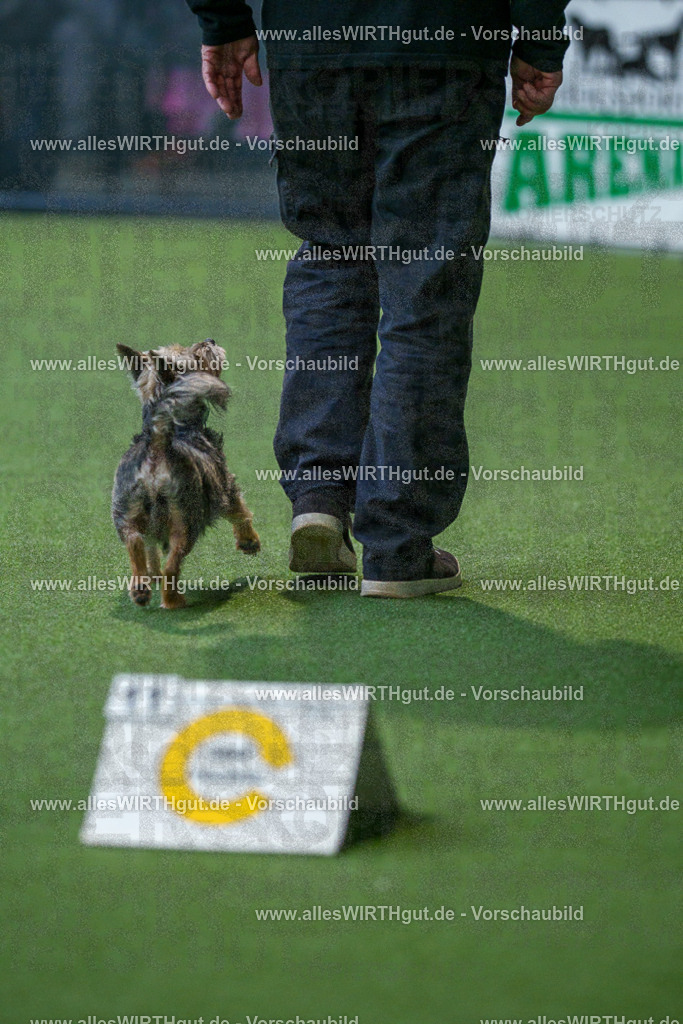 7R506152 | Professionelle Tierfotografie in Mönchengladbach von Daniel Wirth (allesWIRTHgut). Liebevolle & natürliche Bilder von Hunden & Katzen für unvergessliche Erinnerungen.