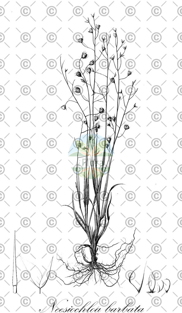 HistAbb_wfo-0000139065_1_ENZY_Simple | Historische Abbildung von Neesiochloa barbata - Poaceae | Historical Illustration of Neesiochloa barbata - Poaceae