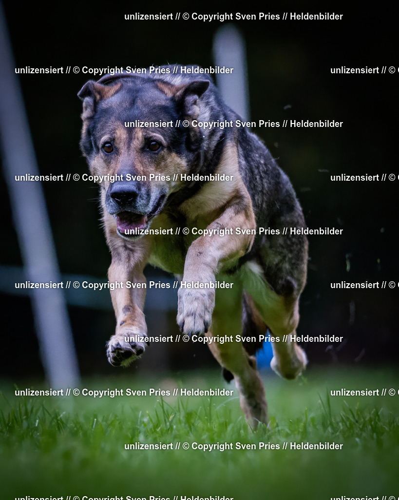 Sven Pries | 2024-10-19 - Hunderennen Ober-Grombach - Realisiert mit Pictrs.com