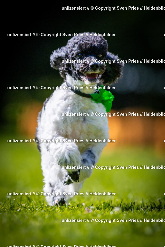 Sven Pries | 2025-08-10 - Hunderennen Durlach - Realisiert mit Pictrs.com