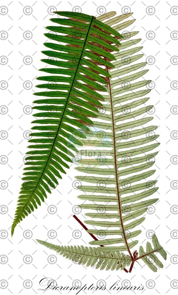 HistAbb_wfo-0000646260_1_ENZY_Simple | Historische Abbildung von Dicranopteris linearis - Gleicheniaceae | Historical Illustration of Dicranopteris linearis - Gleicheniaceae