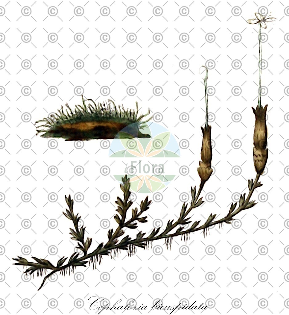 HistAbb_wfo-0001196175_2_ENZY_Simple | Historische Abbildung von Cephalozia bicuspidata - Cephaloziaceae | Historical Illustration of Cephalozia bicuspidata - Cephaloziaceae