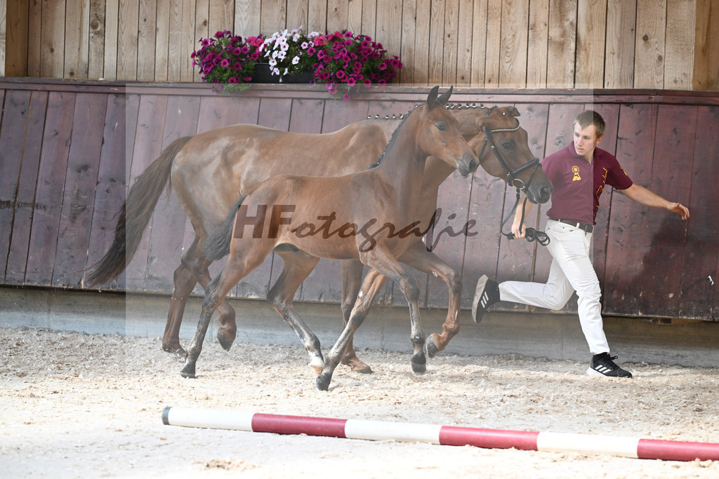 Kat-Nr. 9 HF Cascadello I x Conte Cassini_Kraemer_32240462 | hf-fotografie - Realizzato con Pictrs.com