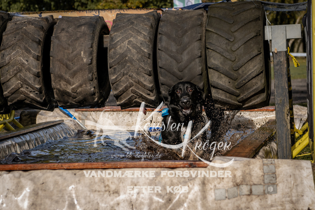 1355_ZZ93365 | kk-dogfotos