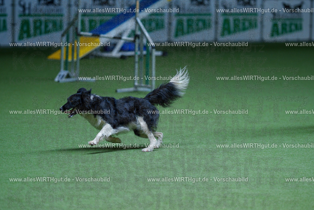 @allesWIRTHgut_Tierfotografie - www.allesWIRTHgut.de - 2604251231-7R502041 | Professionelle Tierfotografie in Mönchengladbach von Daniel Wirth (allesWIRTHgut). Liebevolle & natürliche Bilder von Hunden & Katzen für unvergessliche Erinnerungen.