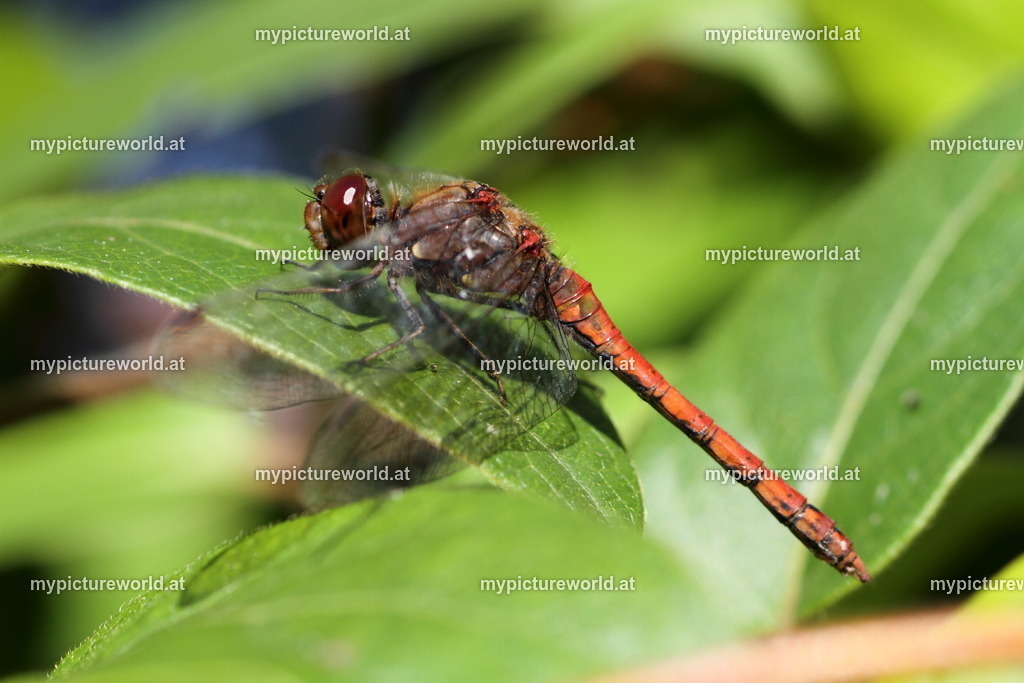 Gemeine Heidelibelle-063 | Das Bilderarchiv über Tiere, Planzen und Landschaften. In der Bilddatenbank finden Sie ein große Auswahl an hochwertigen Bilder für Ihre Werbung - Realisiert mit Pictrs.com