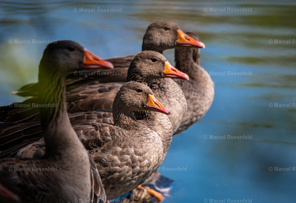 _DSC9893 | foto-rosenfeld