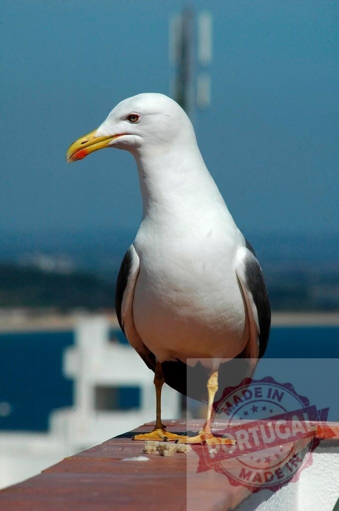 Seagull standing on wall overlooking blue ocean | Seagull standing on a wall with blue sea and sky background, a telecommunication antenna visible - Realized with Pictrs.com