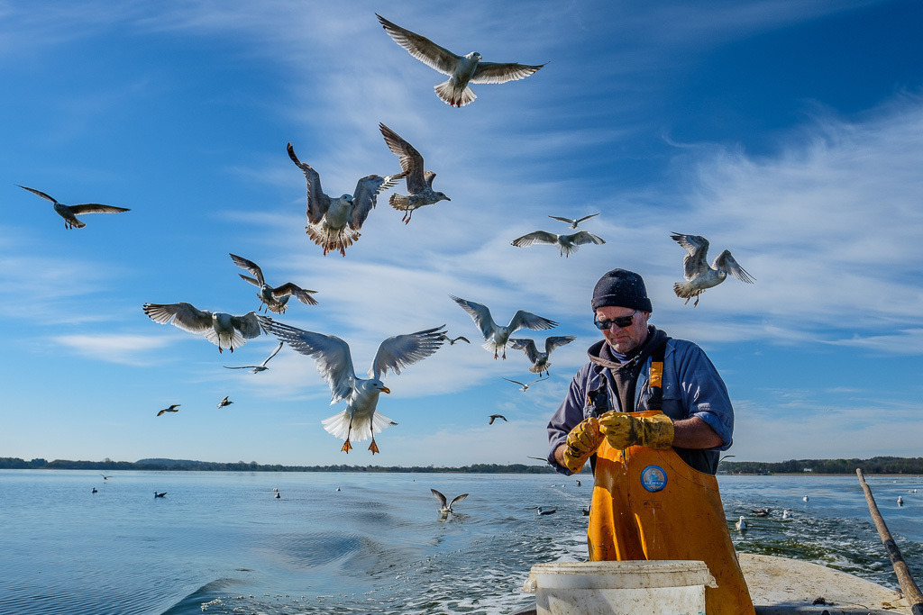 zeitenwende-farbe-03-03 | Matthias Nanz aus Schleswig ist einer der letzten Berufsfischer an der Schlei. Bei seinen Fangfahrten - hier Ende April 2020 auf der Großen Breite der Schlei - sind hungrige Möwen häufige Begleiter, immer in der Hoffnung auf Fischabfälle wie in diesem Fall Innereien ausgenommener Heringe. - Realisiert mit Pictrs.com