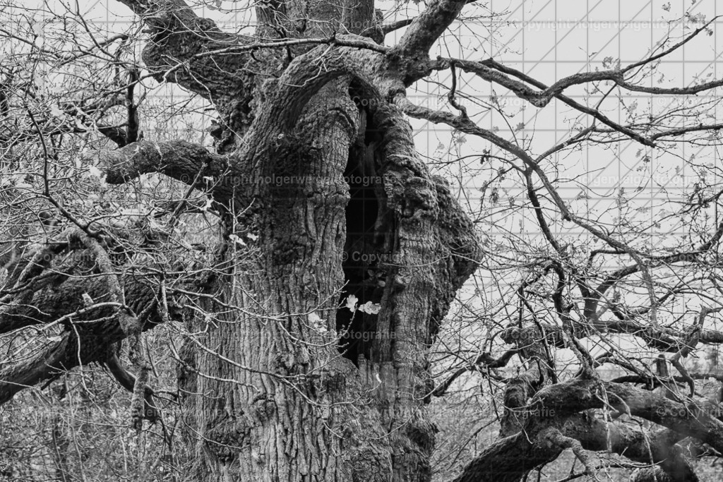 Der Schrei | Kaufen sie online außergewöhnliche Fotografien auf Leinwand Acrylglas Fotoprint Aludibond von holgerweigeltfotografie - Realisiert mit Pictrs.com