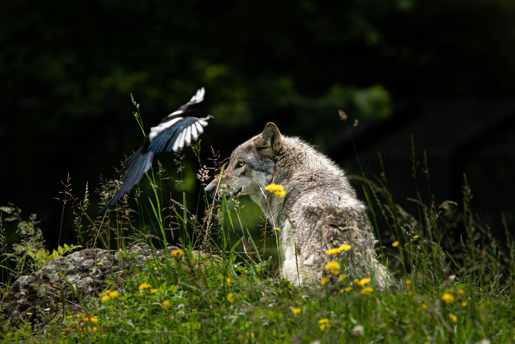 Tierpark Arth-Goldau-9016-Verbessert-RR-Bearbeitet | Holzisphotography, Landschaftsfotografie, Wildlifefotogorafie - Realisiert mit Pictrs.com