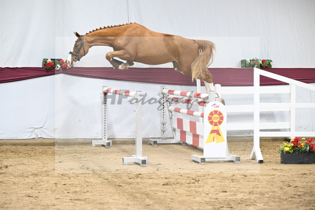 Kat-Nr. 102 Diablue PS x Balou du Rouet_Karl Schmid_47253287 | hf-fotografie - Realisiert mit Pictrs.com