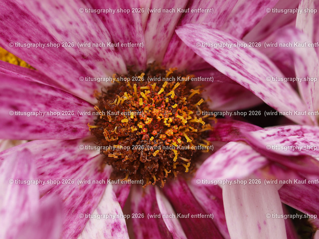 titusgraphy-P6100494_var-110 | Fotokunstarbeit aus der INSTAGRAM-Gallerie auf titusgraphy.eu - Realisiert mit Pictrs.com