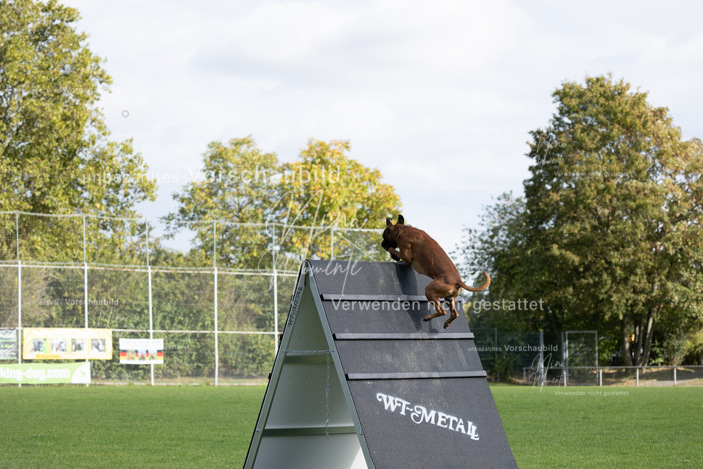 _16A6616 | Einzigartige Fotos von Hunden & Menschen –Actionfotos, Portraits, Vereinsaufnahmen & Paarshootings – authentisch, lebendig & mit Herz.