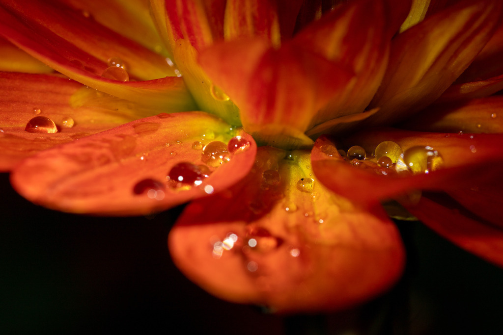 IMG_3752 | ehrlichefotos - Realisiert mit Pictrs.com