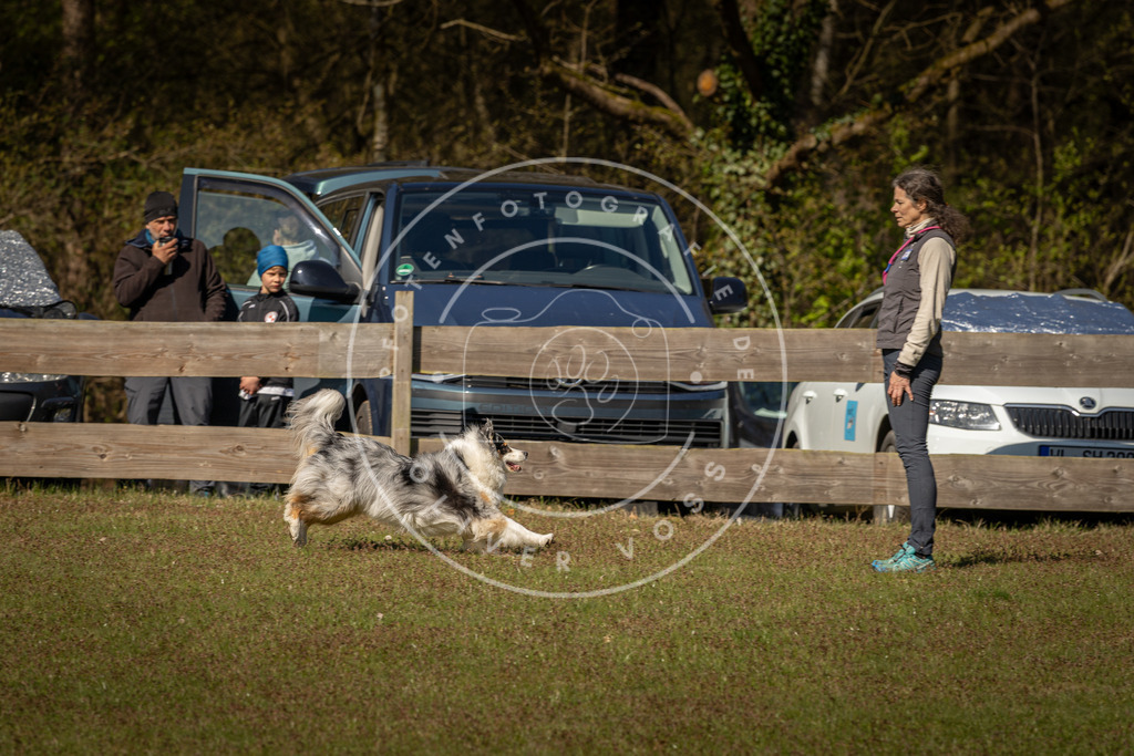 Pfotenfotografie_DV3A0521 | Hundefotografie, Tierfotograf, Pfotenfotografie, Fotoshooting Hund, Hunde Portrait, Hundesport, Hundeportraits, Heideshooting, Hunde, Sportfotograf, Hundefotograf, Turnierhundsport, THS,  - Realisiert mit Pictrs.com